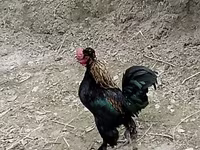 Japanski bantam — fotografija 1