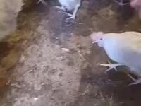Leghorn — fotografija 4