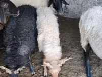 Qoʻchqor, Tsigai sheep — 1-rasm