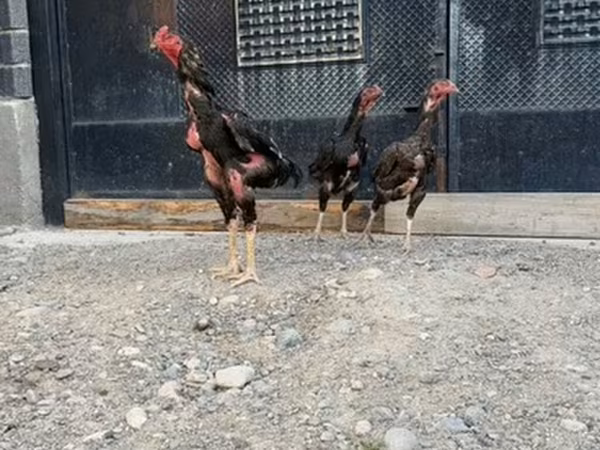 Ajam cemani