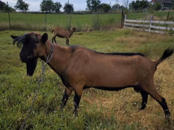 Kozioł, Alpine goat
