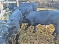 Kuh, Aberdeen-Angus — Foto 5