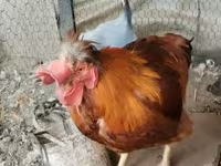 Chickens — Foto 2