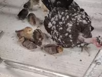 Guinea fowl — zdjęcie 6