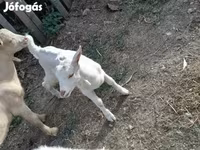 公山羊, Goats — 照片 2