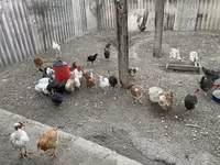 Chickens — 写真 3
