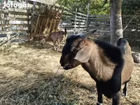 عنزة, Nubian Goat — الصورة 8