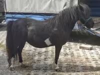 Égua, Cavalos — foto 2