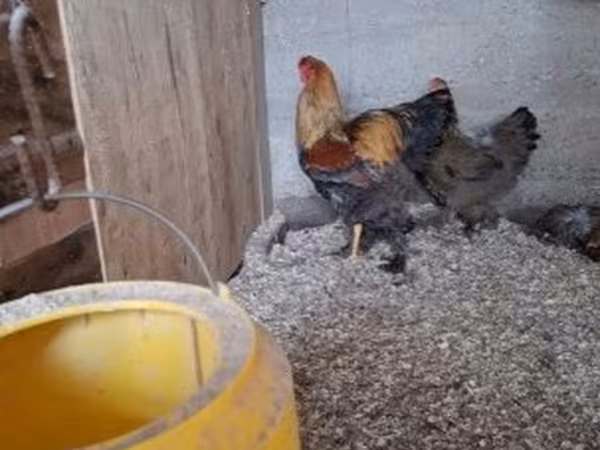 Brahma