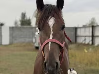 Pastuv, Arabian horse — fotografija 6
