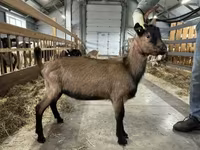 Jarac, Alpine goat — fotografija 2