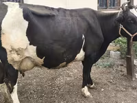 Cow, Russian Black pied cattle — photo 6