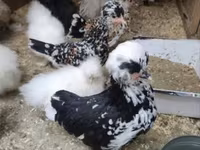 Chickens — 写真 6