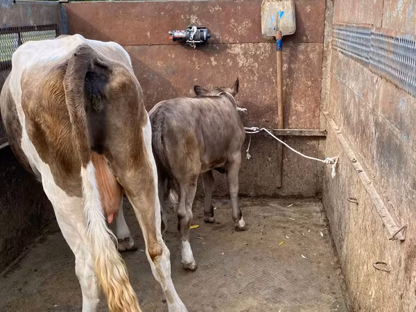 Бик, Simmental cattle