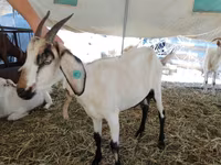 Goat, Saanen goat — photo 4