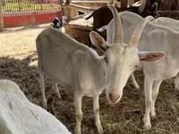 Jarac, Saanen goat — fotografija 1