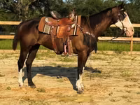 Kobila, American paint horse — fotografija 4