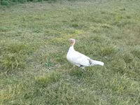 Turkeys — photo 3