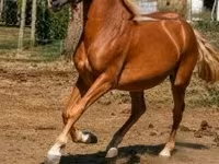 Конь, Хафлингер или Гафлингер — фото 1