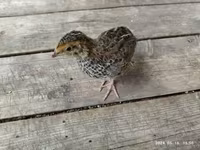 Quails — 写真 6