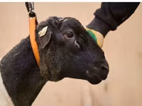 Ovan, Dorper sheep — fotografija 2