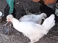 Kosovo Longcrower — foto 3