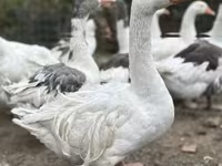 Geese — zdjęcie 2