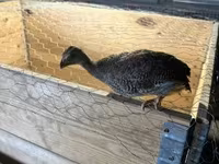 Guinea fowl — photo 1