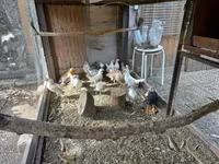 Holländisches Bantam — Foto 7