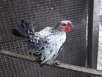 Chickens — fotografija 5