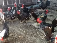 Chickens — foto 2
