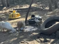 Ducks — Foto 1