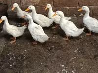 Američki pekin — fotografija 3