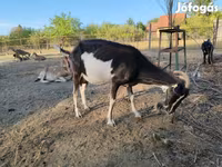 عنزة, Toggenburg goat — الصورة 7
