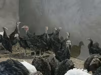 Guinea fowl — fotografija 2