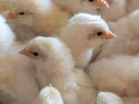 Chickens — fotografija 3