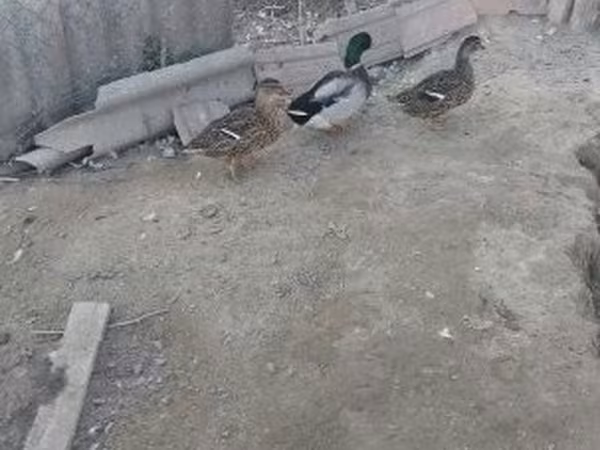 Ducks — Hongrie