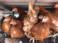 Chickens — photo 8