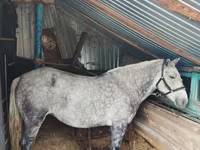 Kobila, Ukrainian Riding Horse — fotografija 1