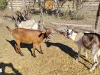 Koza, Boer goat — fotografija 3