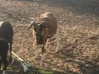 Қошқар, Cameroon sheep — 5-сурет