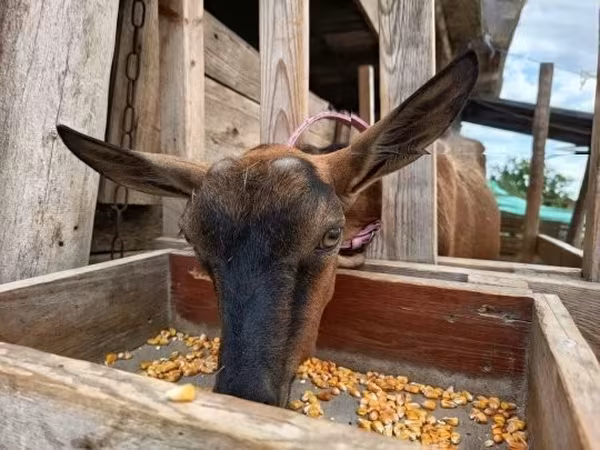 Dişi keçi, Alpine goat