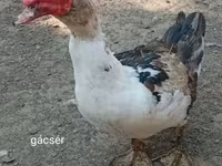 Ducks — Foto 2