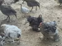 Guinea fowl — fotografija 2