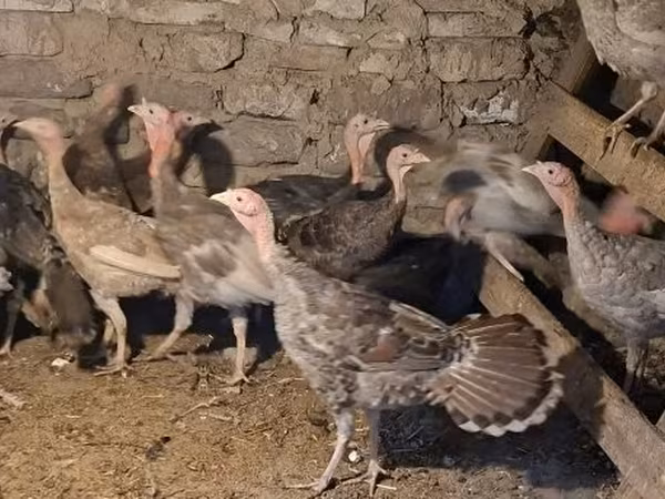 Turkeys