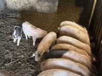 Porcs (lot, sexe non indiqué), Porcs — photo 5