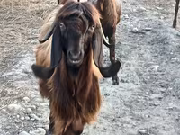 Ziege, Damask goat — Foto 1