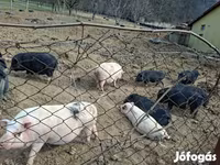 Boar, Вьетнамская вислобрюхая — photo 7