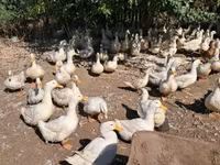 Ducks — fotografija 2