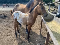 Aygʻir, Appaloosa — 8-rasm